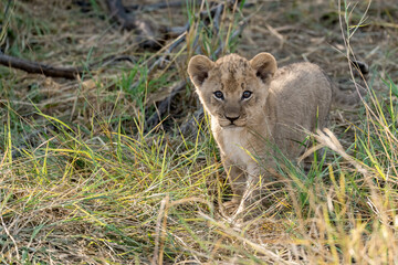 In the heart of Khwai, Botswana, a lion cub plays gently with its mother in 2025 – a touching moment of affection, playfulness, and the wild bonds of Africa - Animal of africa