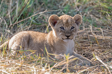 In the heart of Khwai, Botswana, a lion cub plays gently with its mother in 2025 – a touching moment of affection, playfulness, and the wild bonds of Africa - Animal of africa