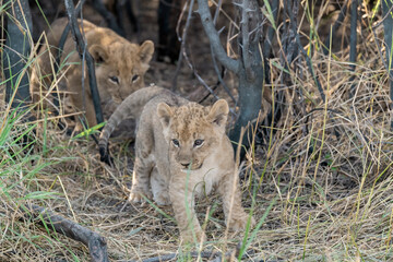 In the heart of Khwai, Botswana, a lion cub plays gently with its mother in 2025 – a touching moment of affection, playfulness, and the wild bonds of Africa - Animal of africa