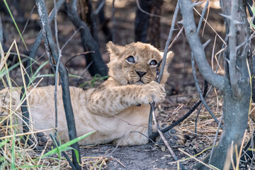 In the heart of Khwai, Botswana, a lion cub plays gently with its mother in 2025 – a touching moment of affection, playfulness, and the wild bonds of Africa - Animal of africa