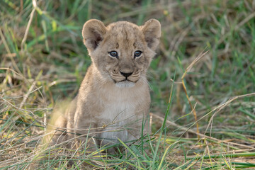 In the heart of Khwai, Botswana, a lion cub plays gently with its mother in 2025 – a touching moment of affection, playfulness, and the wild bonds of Africa - Animal of africa