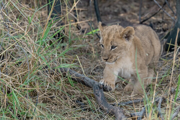 In the heart of Khwai, Botswana, a lion cub plays gently with its mother in 2025 – a touching moment of affection, playfulness, and the wild bonds of Africa - Animal of africa