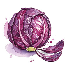 Fototapeta premium A charming hand drawn watercolor illustration of a vibrant red cabbage, perfect for kids' educational materials or healthy eating campaigns, featuring fresh, organic vegetable art and playful splashes