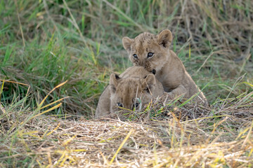 In the heart of Khwai, Botswana, a lion cub plays gently with its mother in 2025 – a touching moment of affection, playfulness, and the wild bonds of Africa - Animal of africa