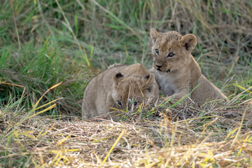 In the heart of Khwai, Botswana, a lion cub plays gently with its mother in 2025 – a touching moment of affection, playfulness, and the wild bonds of Africa - Animal of africa
