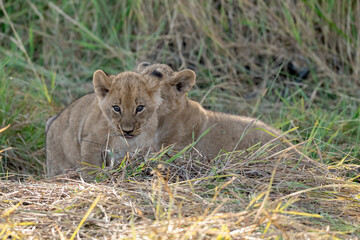 In the heart of Khwai, Botswana, a lion cub plays gently with its mother in 2025 – a touching moment of affection, playfulness, and the wild bonds of Africa - Animal of africa