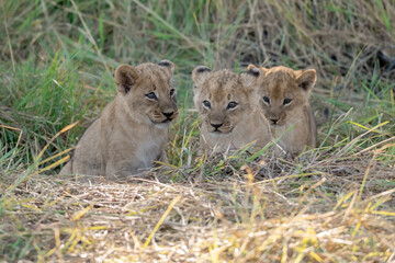 In the heart of Khwai, Botswana, a lion cub plays gently with its mother in 2025 – a touching moment of affection, playfulness, and the wild bonds of Africa - Animal of africa