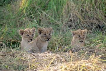 In the heart of Khwai, Botswana, a lion cub plays gently with its mother in 2025 – a touching moment of affection, playfulness, and the wild bonds of Africa - Animal of africa