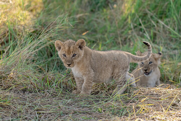 In the heart of Khwai, Botswana, a lion cub plays gently with its mother in 2025 – a touching moment of affection, playfulness, and the wild bonds of Africa - Animal of africa
