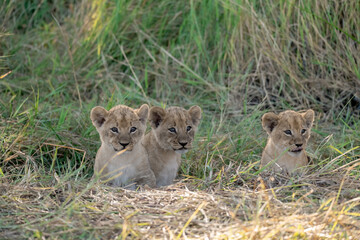 In the heart of Khwai, Botswana, a lion cub plays gently with its mother in 2025 – a touching moment of affection, playfulness, and the wild bonds of Africa - Animal of africa