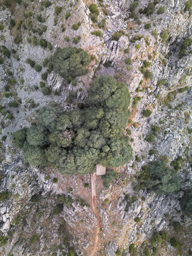 Aerial view of a rugged landscape where the textures of stone and the vibrant green of the trees create a compelling contrast, Jaj, Jabal Lubnan, Lebanon.