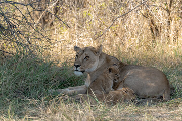 In the heart of Khwai, Botswana, a lion cub plays gently with its mother in 2025 – a touching moment of affection, playfulness, and the wild bonds of Africa - Animal of africa