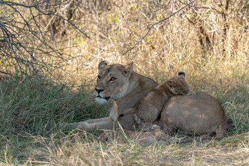 In the heart of Khwai, Botswana, a lion cub plays gently with its mother in 2025 – a touching moment of affection, playfulness, and the wild bonds of Africa - Animal of africa