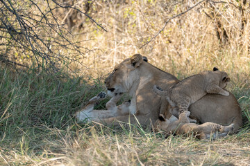 In the heart of Khwai, Botswana, a lion cub plays gently with its mother in 2025 – a touching moment of affection, playfulness, and the wild bonds of Africa - Animal of africa