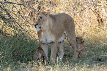 In the heart of Khwai, Botswana, a lion cub plays gently with its mother in 2025 – a touching moment of affection, playfulness, and the wild bonds of Africa - Animal of africa