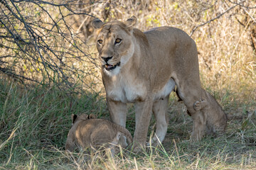 In the heart of Khwai, Botswana, a lion cub plays gently with its mother in 2025 – a touching moment of affection, playfulness, and the wild bonds of Africa - Animal of africa