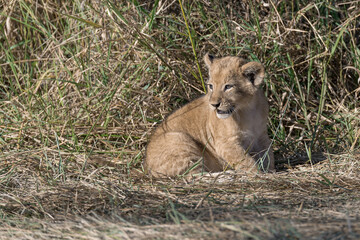 In the heart of Khwai, Botswana, a lion cub plays gently with its mother in 2025 – a touching moment of affection, playfulness, and the wild bonds of Africa - Animal of africa