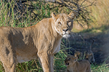 In the heart of Khwai, Botswana, a lion cub plays gently with its mother in 2025 – a touching moment of affection, playfulness, and the wild bonds of Africa - Animal of africa