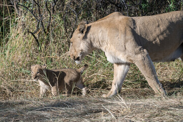 In the heart of Khwai, Botswana, a lion cub plays gently with its mother in 2025 – a touching moment of affection, playfulness, and the wild bonds of Africa - Animal of africa