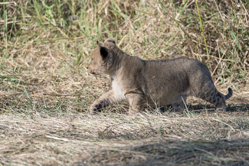 In the heart of Khwai, Botswana, a lion cub plays gently with its mother in 2025 – a touching moment of affection, playfulness, and the wild bonds of Africa - Animal of africa
