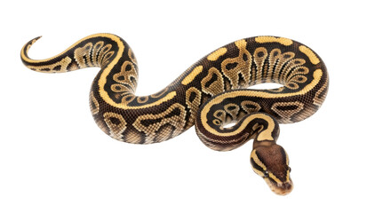 Isolated Ball Python Snake