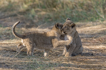 In the heart of Khwai, Botswana, a lion cub plays gently with its mother in 2025 – a touching moment of affection, playfulness, and the wild bonds of Africa - Animal of africa