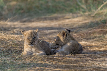 In the heart of Khwai, Botswana, a lion cub plays gently with its mother in 2025 – a touching moment of affection, playfulness, and the wild bonds of Africa - Animal of africa