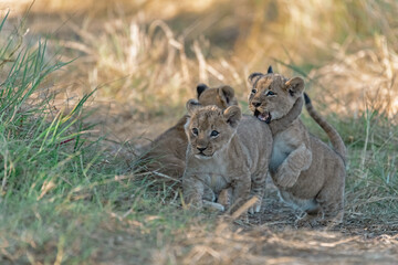 In the heart of Khwai, Botswana, a lion cub plays gently with its mother in 2025 – a touching moment of affection, playfulness, and the wild bonds of Africa - Animal of africa