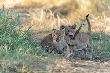 In the heart of Khwai, Botswana, a lion cub plays gently with its mother in 2025 – a touching moment of affection, playfulness, and the wild bonds of Africa - Animal of africa