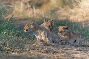 In the heart of Khwai, Botswana, a lion cub plays gently with its mother in 2025 – a touching moment of affection, playfulness, and the wild bonds of Africa - Animal of africa