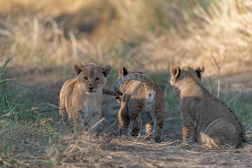 In the heart of Khwai, Botswana, a lion cub plays gently with its mother in 2025 – a touching moment of affection, playfulness, and the wild bonds of Africa - Animal of africa