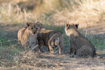 In the heart of Khwai, Botswana, a lion cub plays gently with its mother in 2025 – a touching moment of affection, playfulness, and the wild bonds of Africa - Animal of africa