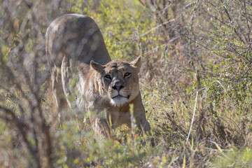 In the heart of Khwai, Botswana, a lion cub plays gently with its mother in 2025 – a touching moment of affection, playfulness, and the wild bonds of Africa - Animal of africa