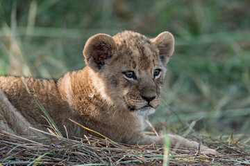 In the heart of Khwai, Botswana, a lion cub plays gently with its mother in 2025 – a touching moment of affection, playfulness, and the wild bonds of Africa - Animal of africa
