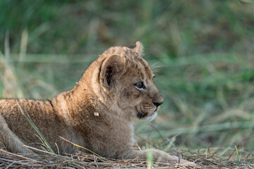 In the heart of Khwai, Botswana, a lion cub plays gently with its mother in 2025 – a touching moment of affection, playfulness, and the wild bonds of Africa - Animal of africa