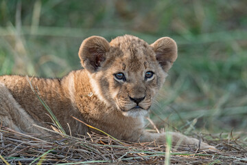 In the heart of Khwai, Botswana, a lion cub plays gently with its mother in 2025 – a touching moment of affection, playfulness, and the wild bonds of Africa - Animal of africa