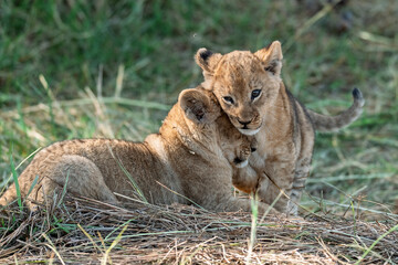 In the heart of Khwai, Botswana, a lion cub plays gently with its mother in 2025 – a touching moment of affection, playfulness, and the wild bonds of Africa - Animal of africa