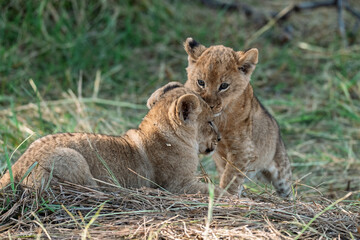In the heart of Khwai, Botswana, a lion cub plays gently with its mother in 2025 – a touching moment of affection, playfulness, and the wild bonds of Africa - Animal of africa