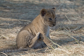 In the heart of Khwai, Botswana, a lion cub plays gently with its mother in 2025 – a touching moment of affection, playfulness, and the wild bonds of Africa - Animal of africa