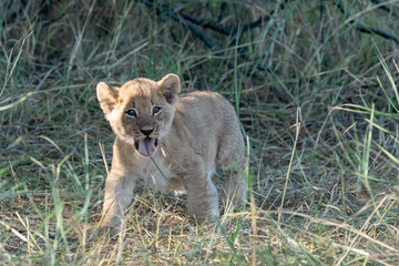 In the heart of Khwai, Botswana, a lion cub plays gently with its mother in 2025 – a touching moment of affection, playfulness, and the wild bonds of Africa - Animal of africa
