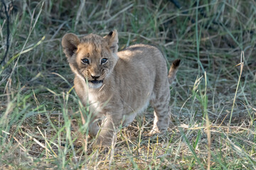 In the heart of Khwai, Botswana, a lion cub plays gently with its mother in 2025 – a touching moment of affection, playfulness, and the wild bonds of Africa - Animal of africa