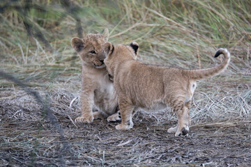In the heart of Khwai, Botswana, a lion cub plays gently with its mother in 2025 – a touching moment of affection, playfulness, and the wild bonds of Africa - Animal of africa