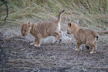 In the heart of Khwai, Botswana, a lion cub plays gently with its mother in 2025 – a touching moment of affection, playfulness, and the wild bonds of Africa - Animal of africa