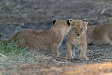 In the heart of Khwai, Botswana, a lion cub plays gently with its mother in 2025 – a touching moment of affection, playfulness, and the wild bonds of Africa - Animal of africa