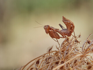 Orange Camouflaged European Dwarf Mantis. Ameles spallanzania.