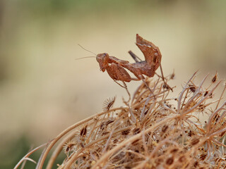Orange Camouflaged European Dwarf Mantis. Ameles spallanzania.