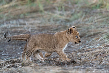 In the heart of Khwai, Botswana, a lion cub plays gently with its mother in 2025 – a touching moment of affection, playfulness, and the wild bonds of Africa - Animal of africa