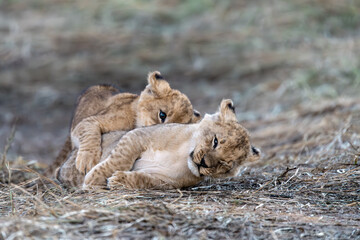In the heart of Khwai, Botswana, a lion cub plays gently with its mother in 2025 – a touching moment of affection, playfulness, and the wild bonds of Africa - Animal of africa