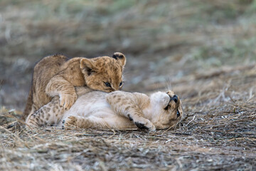 In the heart of Khwai, Botswana, a lion cub plays gently with its mother in 2025 – a touching moment of affection, playfulness, and the wild bonds of Africa - Animal of africa