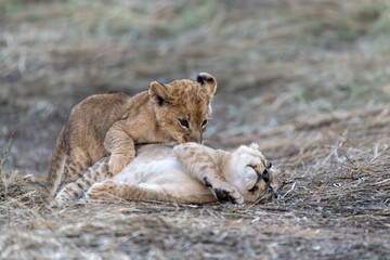 In the heart of Khwai, Botswana, a lion cub plays gently with its mother in 2025 – a touching moment of affection, playfulness, and the wild bonds of Africa - Animal of africa